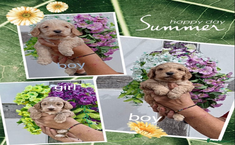 Cockapoo dogs - Advert 2