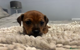 Jack Russell dogs for sale: 5 Beautiful miniature Short legged Jack Russell’s  - Image 11