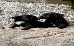 Lhasapoo dogs for sale: *****only 1 girl and 2 boys left ***** - Image 21