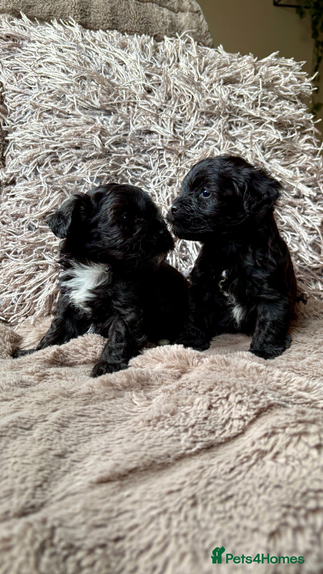 Lhasapoo dogs for sale: *****only 1 girl and 2 boys left ***** - Image 21