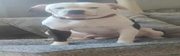 American Bulldog dogs for sale: American bulldog in Grimsby - Advert 2