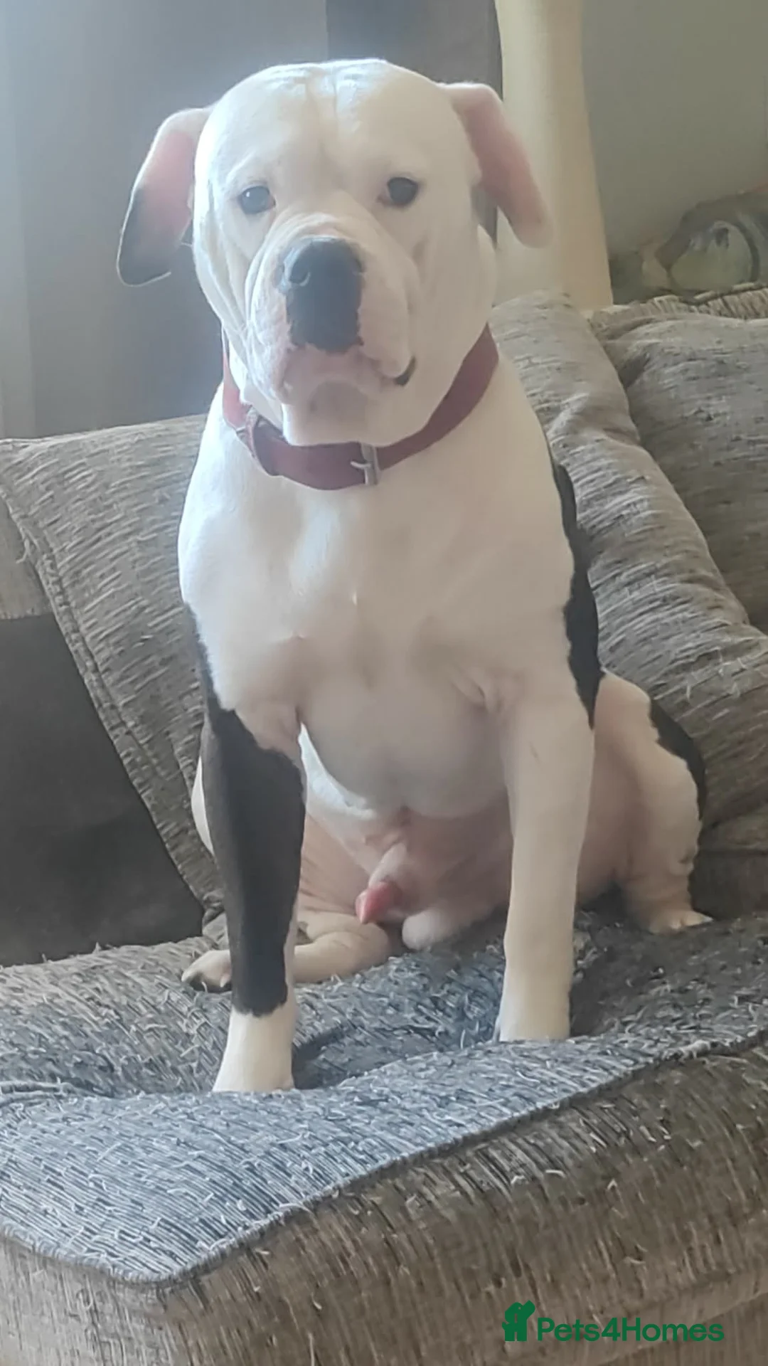 American Bulldog dogs for sale: American bulldog in Grimsby - Advert 2