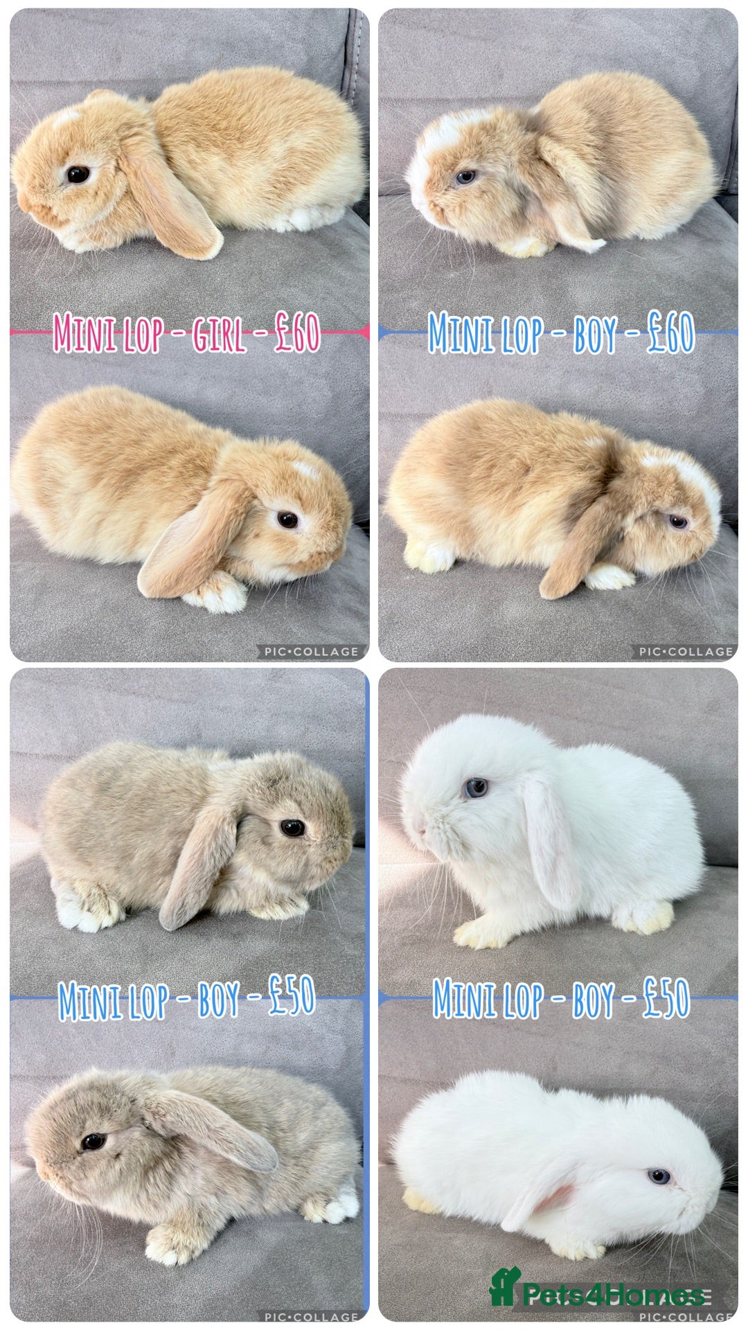 Mini Lop rabbits Mini Lop Rabbits - Advert 2