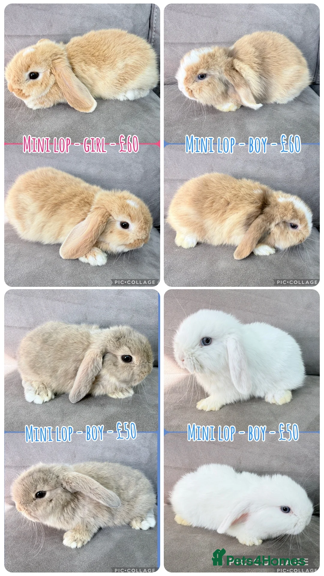 Mini Lop rabbits for sale: Mini Lop Rabbits - Advert 1