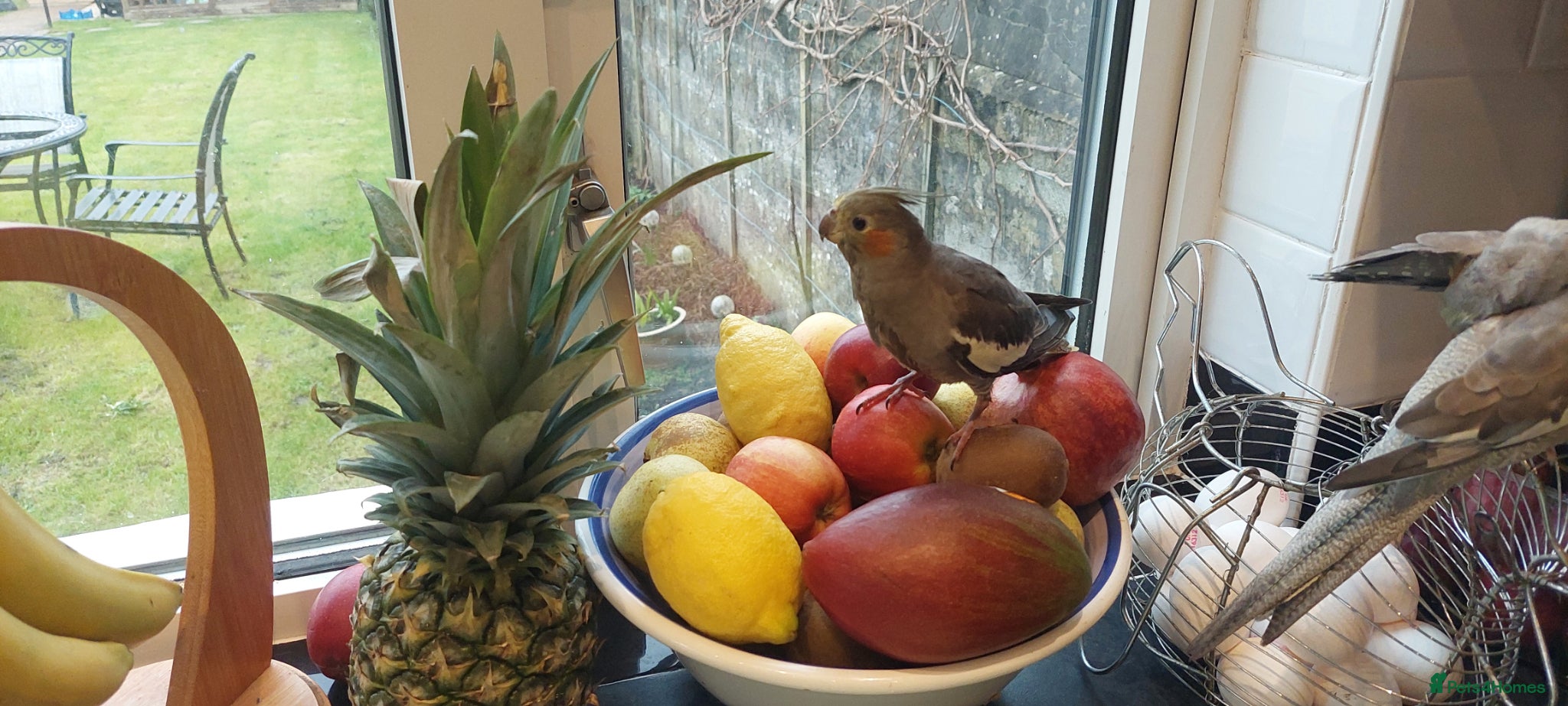 Cockatiels birds 2 cockatiel  - Advert 1