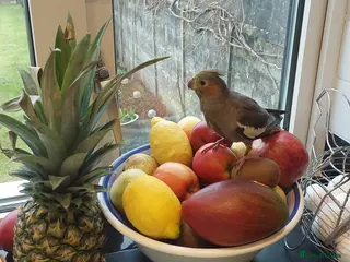 Cockatiels birds 2 cockatiel - Advert 6