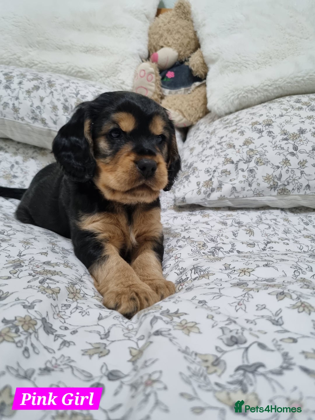 Cocker Spaniel dogs for sale: 🐾 Beautiful Show Cocker Spaniel Puppys - Image 13