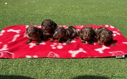 Miniature Dachshund dogs for sale: 5 miniature dachshund puppies - Image 1