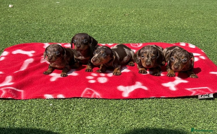 Miniature Dachshund dogs - Advert 3