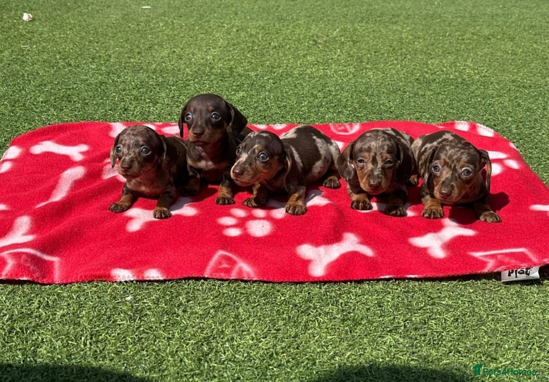 Miniature Dachshund dogs for sale: 5 miniature dachshund puppies - Image 1