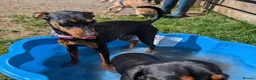 Miniature Pinscher dogs for sale: Rehoming this beautiful girl  - Advert 6