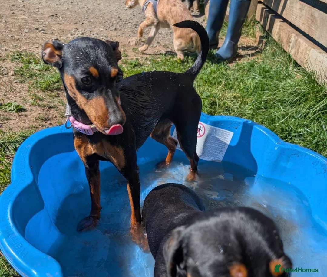 Miniature Pinscher dogs for sale: Rehoming this beautiful girl  - Advert 6