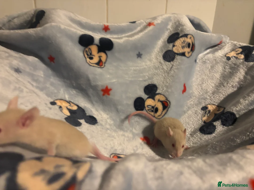Rat rodents for sale: Gorgeous boys available now! - Advert 14