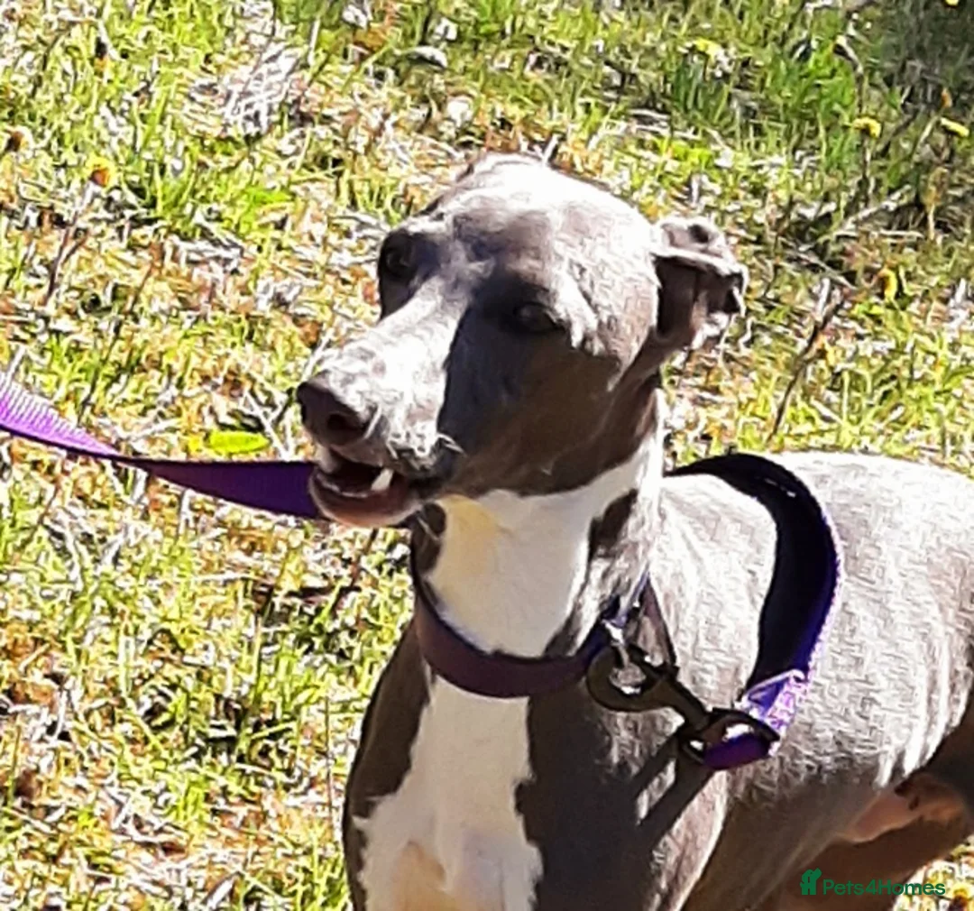Italian Greyhound dogs for stud: At stud in Airdrie - Advert 1