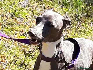 Italian Greyhound dogs At stud in Airdrie - Advert 1