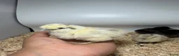 Chickens poultry for sale: 🐥🐣🥚USA Bearded silkies🐥Vorwerk🐥Brahmas🥚🐣🐥 - Advert 38