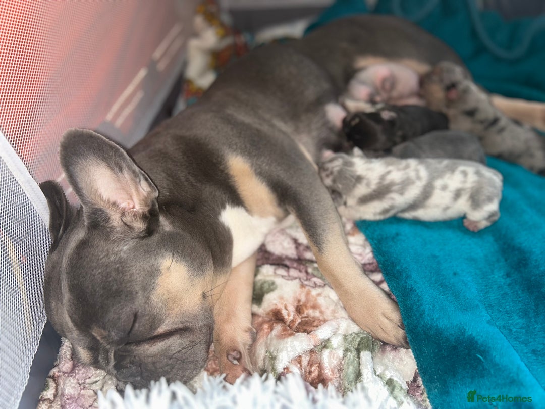 French Bulldog dogs for sale: French bulldog puppies fluffy carriers  - Image 5