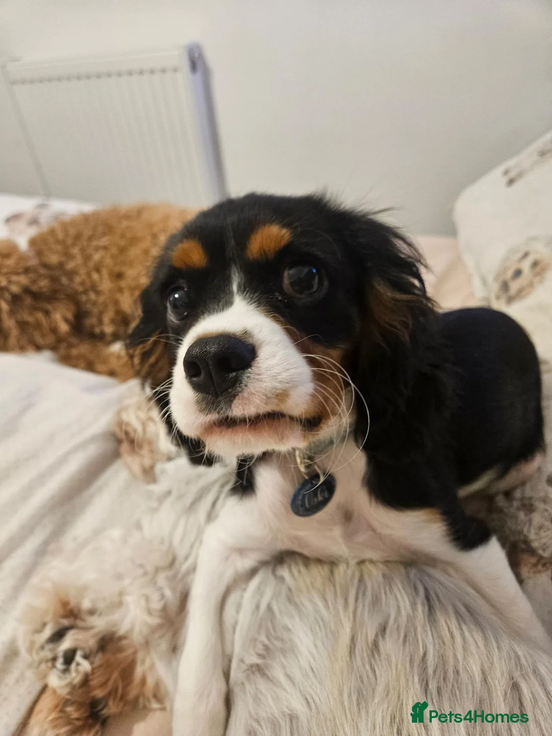 Cavalier King Charles Spaniel dogs for sale: I have a lovely King Charles' spaniel. in Basingstoke - Advert 2