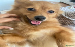 Pomeranian dogs for sale: POM FOR A FOREVER HOME - Advert 4