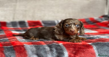 Miniature Dachshund dogs - Advert 2