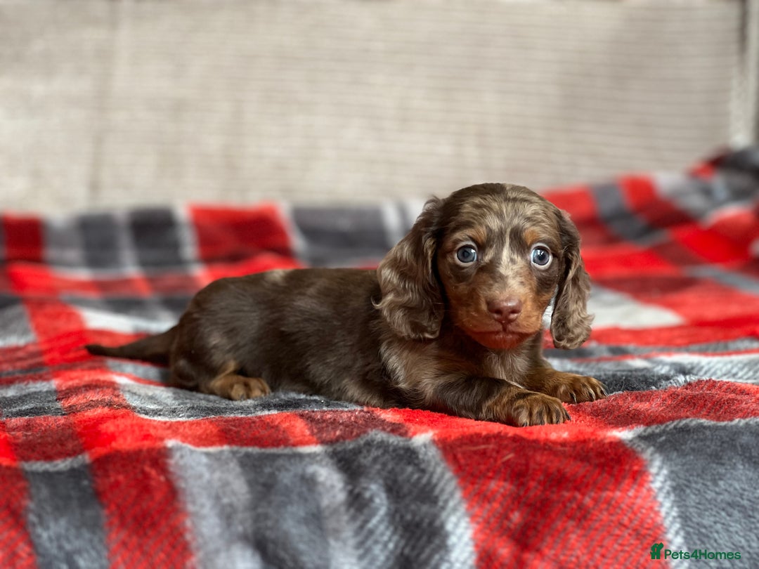 Miniature Dachshund dogs for sale: STUNNING CHOCOLATE DAPPLE LONG HAIRED BOY - Image 3