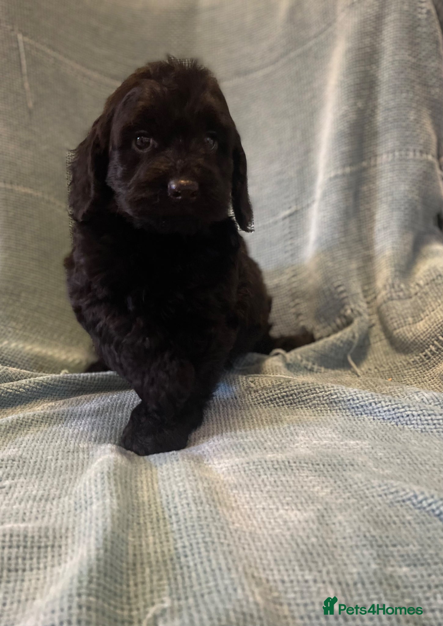 Cockapoo dogs Licenced breeder Beautiful F1 cockapoos  - Advert 1