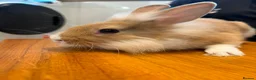 Lionhead rabbits for sale: 2 male lion head boys both brothers - Advert 6