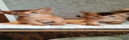 Abyssinian cats for sale: LAST 2 PEDIGREE TICA ABY BOYS - Advert 5