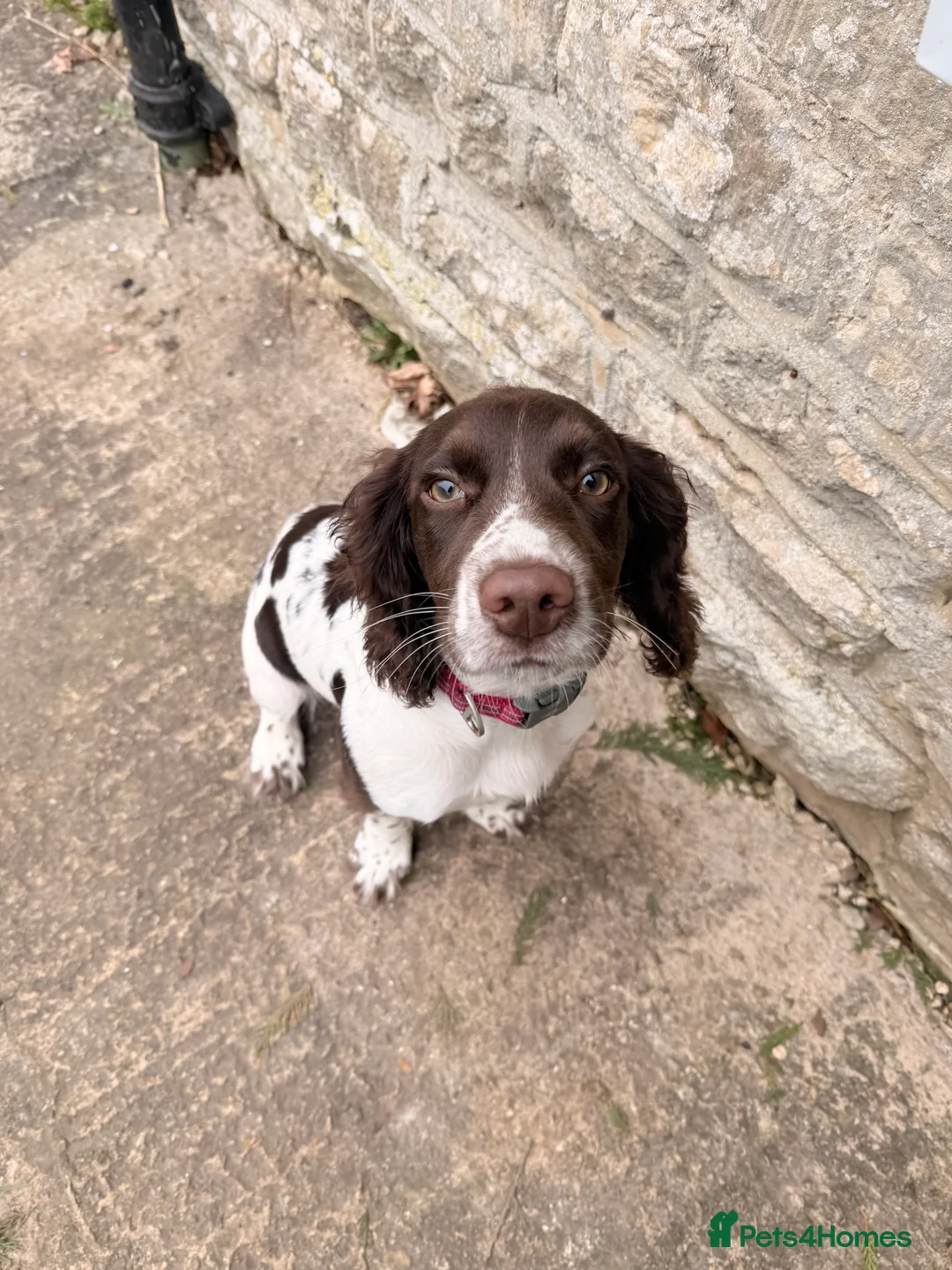 Sprocker dogs for sale: 4 month Stunning sprocker pup - Advert 1