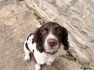 Sprocker dogs 4 month Stunning sprocker pup - Advert 1