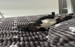 French Bulldog dogs for sale: Oreo (Forever home needed) 🐾  - Advert 3