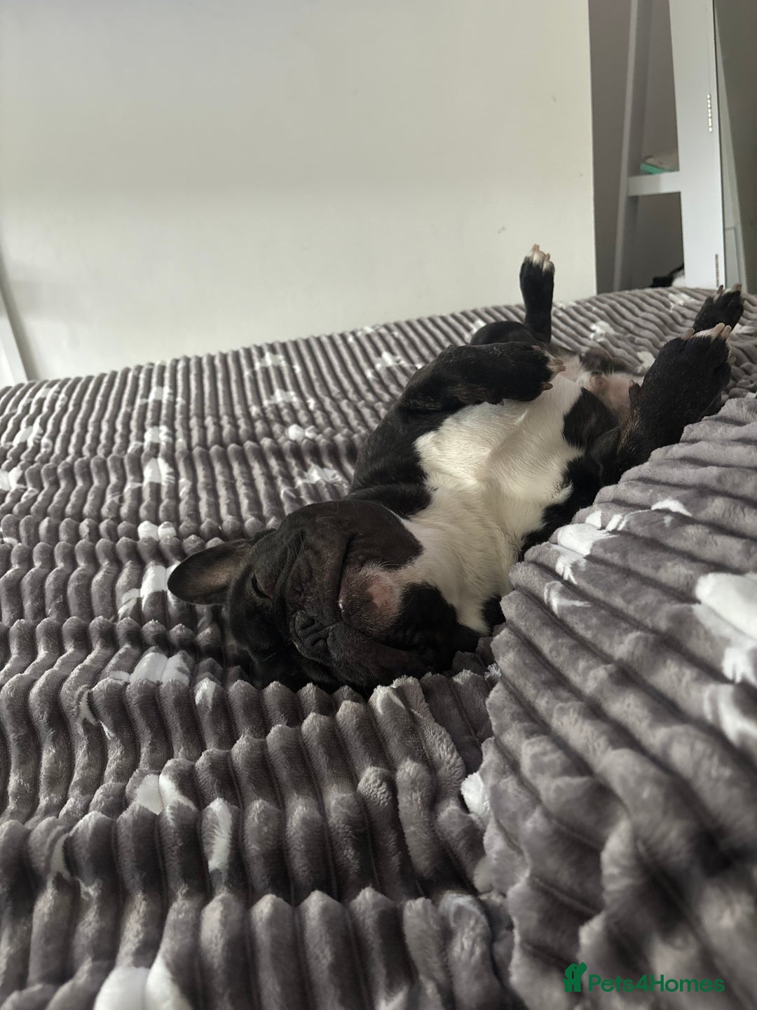 French Bulldog dogs for sale: Oreo (Forever home needed) 🐾  - Advert 3