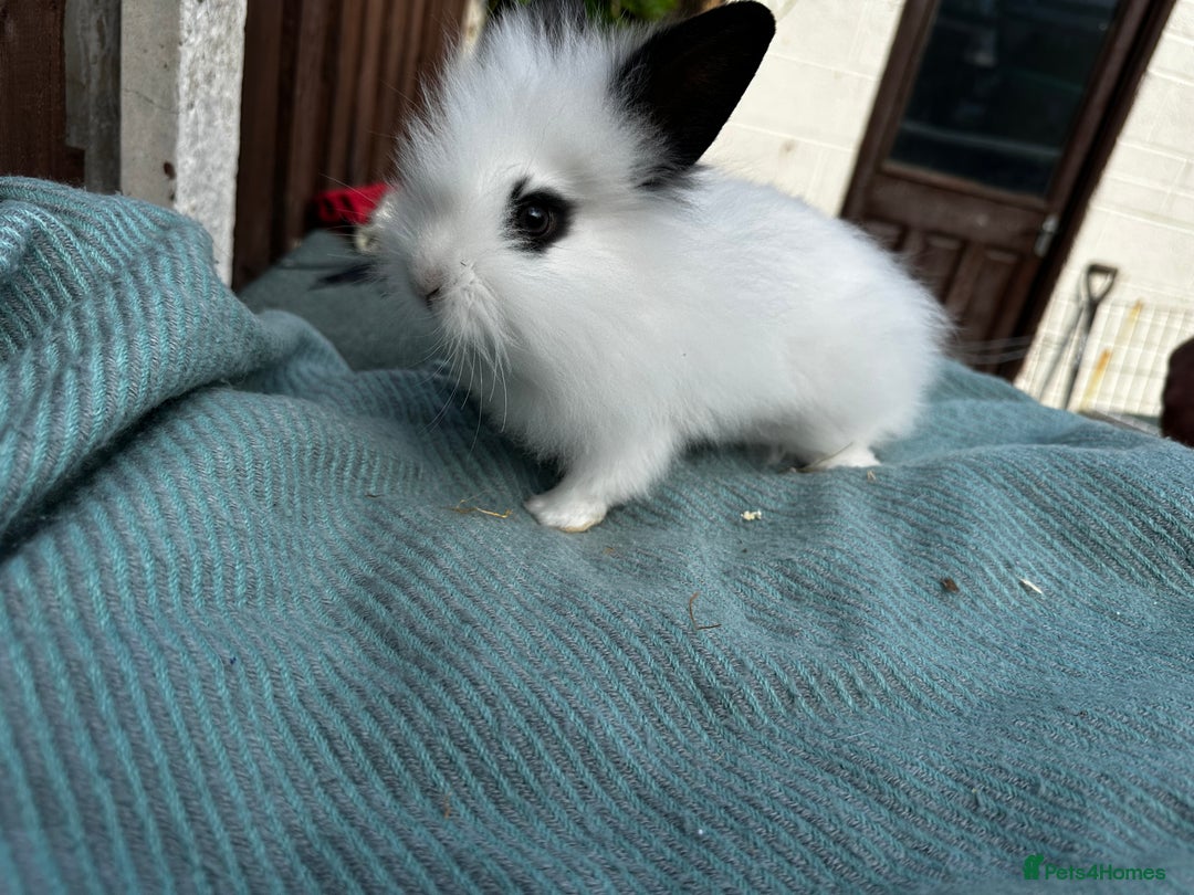 Lionhead rabbits for sale: Baby lion head rabbits for sale - Image 4