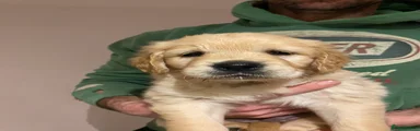 Golden Retriever Puppy 1
