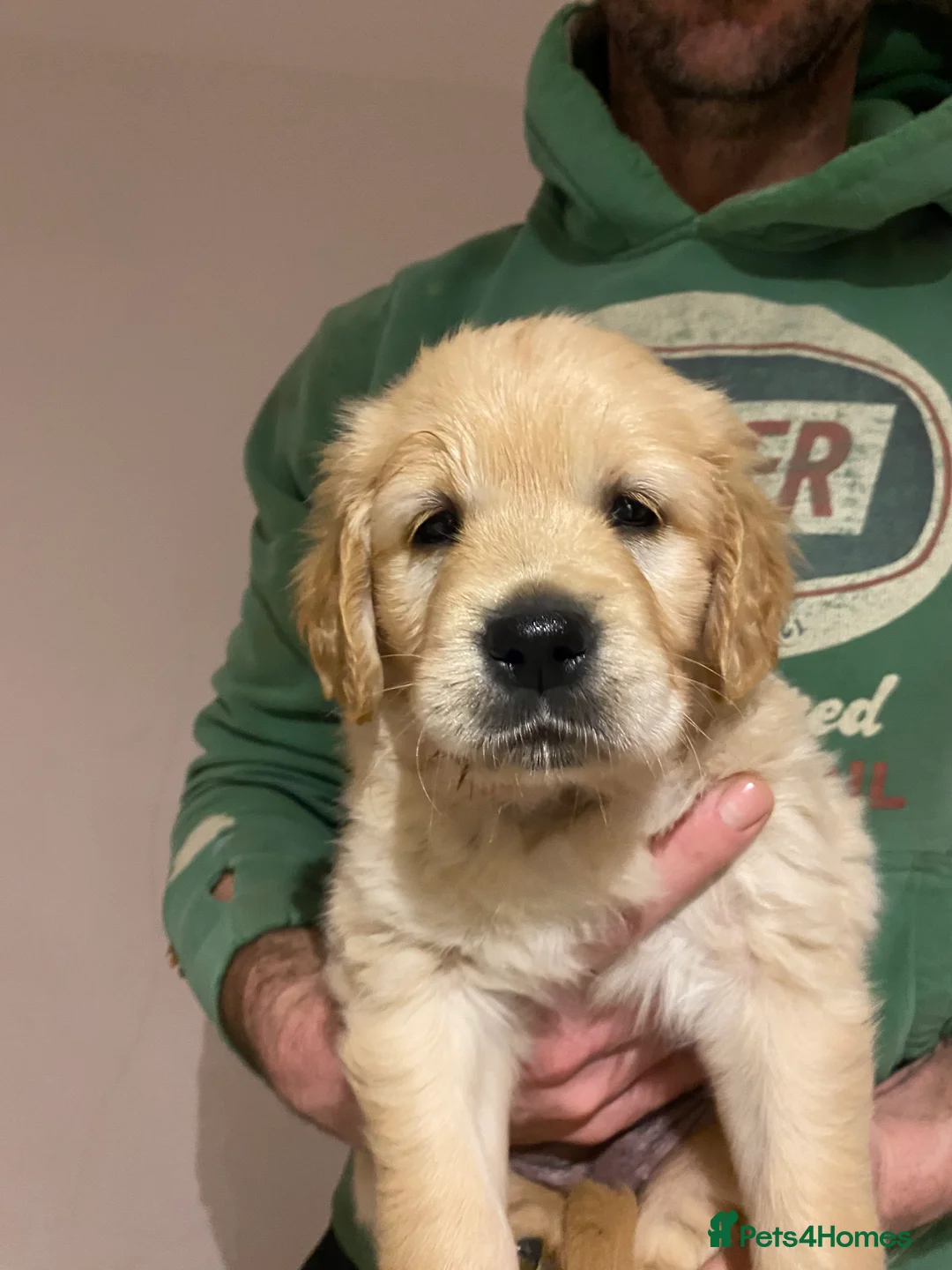 Golden Retriever dogs for sale: Gorgeous Golden Retriever Puppies - Advert 2