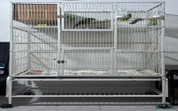 Ringnecks birds for sale: Breeding Pair Of Indian Ringneck Parrots - Image 12