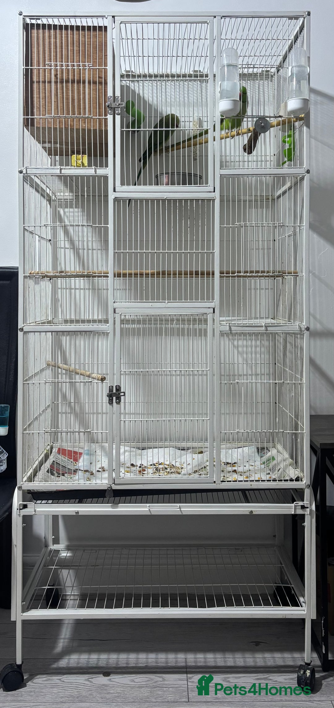 Ringnecks birds for sale: Breeding Pair Of Indian Ringneck Parrots - Image 12