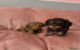 Mixed Breed dogs for sale: MAGNIFICENT LONG-HAIRED MINIATURE PUPPIES - Image 6