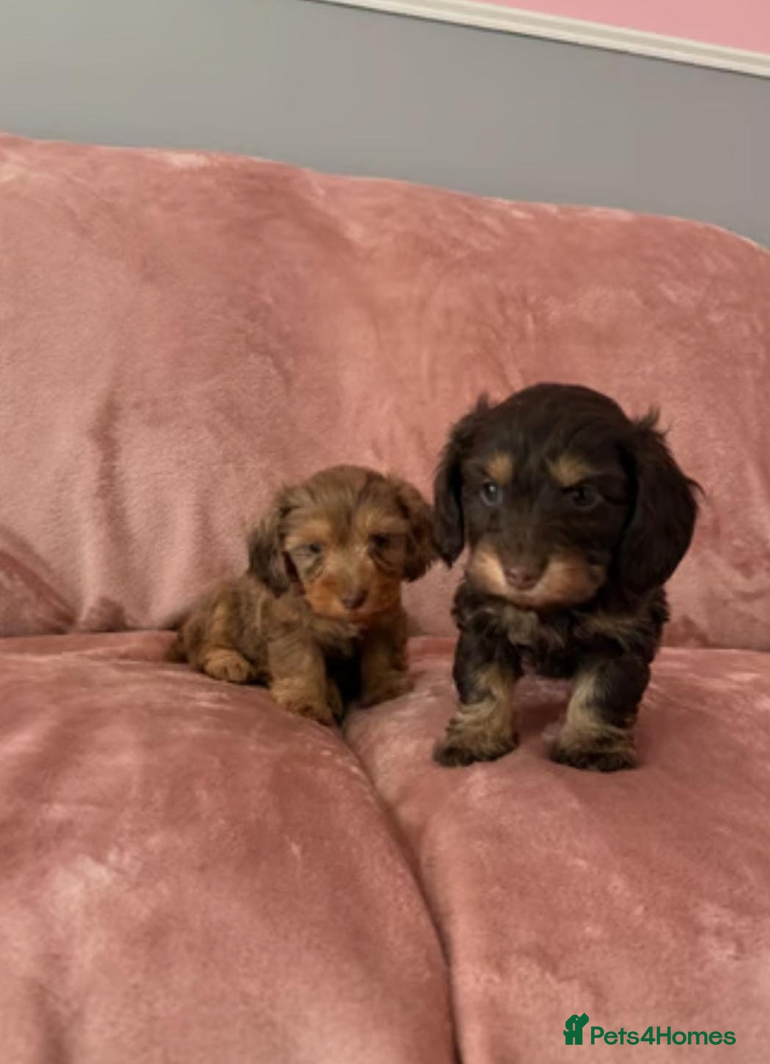 Mixed Breed dogs for sale: MAGNIFICENT LONG-HAIRED MINIATURE PUPPIES - Image 6