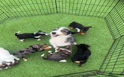 Jack Russell dogs for sale: Beautiful Jack Russell puppies  - Image 1