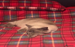 Ragdoll cats for sale: Ragdoll/British Short Hair Kittens Ready To Leave - Image 8