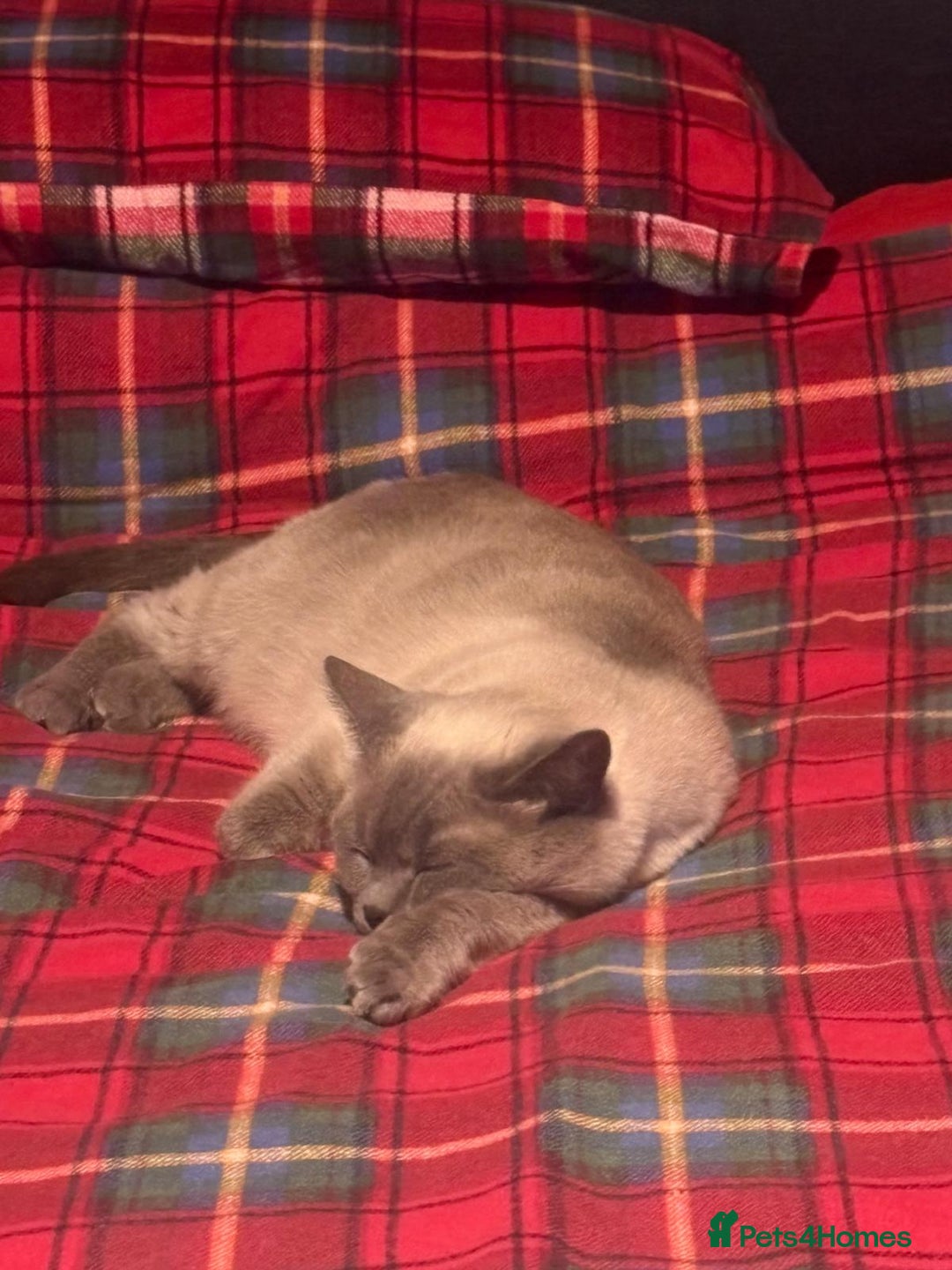 Ragdoll cats for sale: Ragdoll/British Short Hair Kittens Ready To Leave - Image 8