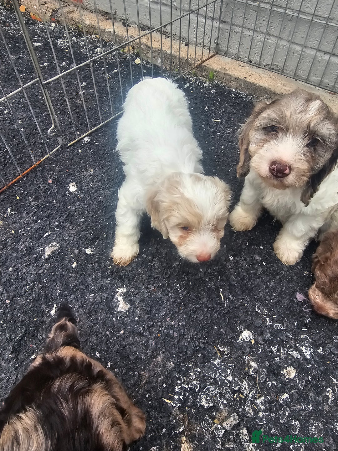 Cockapoo dogs for sale: Cockapoo puppies 🐶  - Image 28