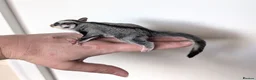 Sugar Glider rodents for sale: Mosaic Ringtail Female Sugar glider joey - Advert 6