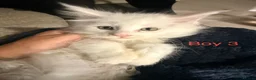 Maine Coon cats for sale: Stunning Pure bred tica registered Mainecoons  - Advert 17