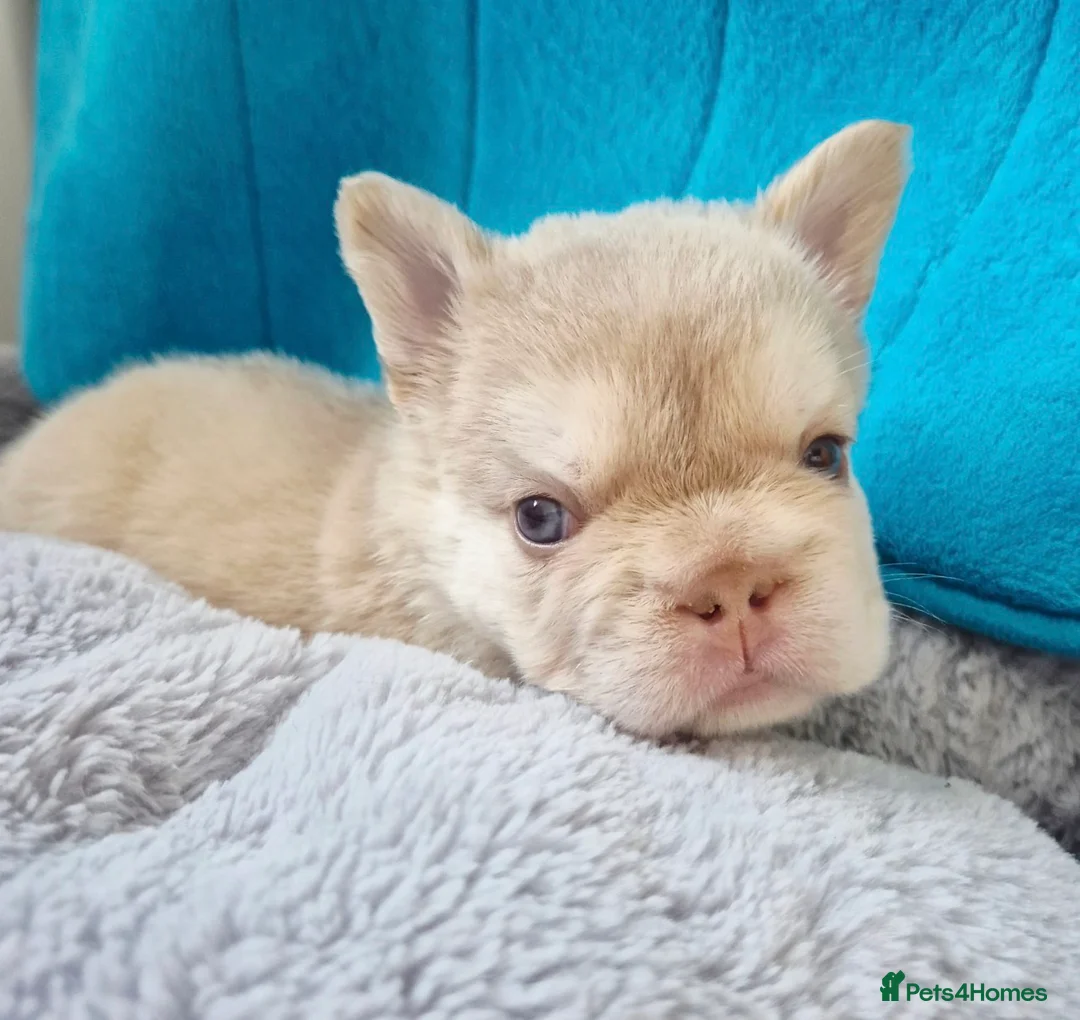 French Bulldog dogs for sale: French bull dogs  - Advert 33