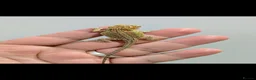 Bearded Dragon reptiles for sale: Stunning baby bearded dragons ( read advert) - Advert 10