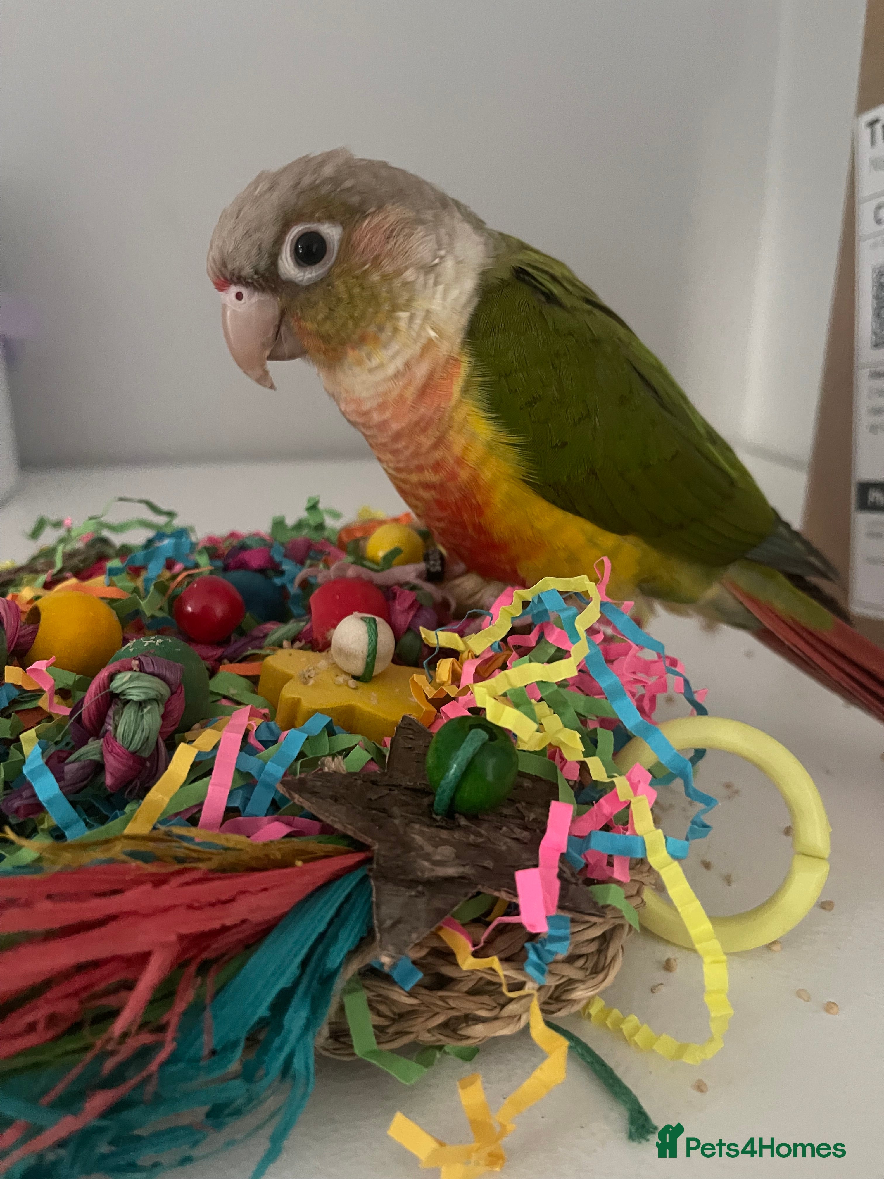 Conures birds Silly tame beautiful and loving conure - Advert 12