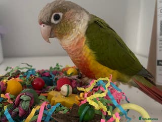 Conures birds Silly tame beautiful and loving pineapple conure - Advert 15