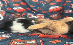 Mini Lop rabbits for sale: Outstanding mini lop litter - Advert 3